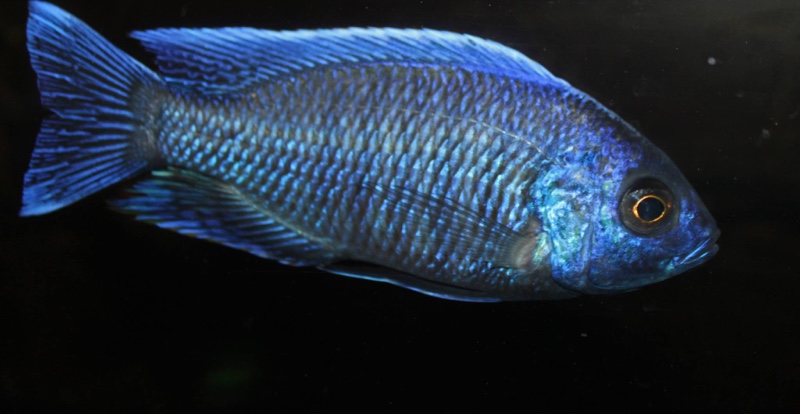 Copadichromis cyaneus 'Zimbawe Rock'